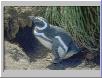 humboldt penguin