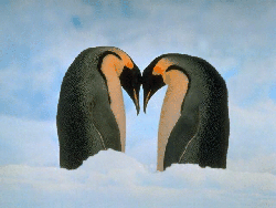 emperor penguins