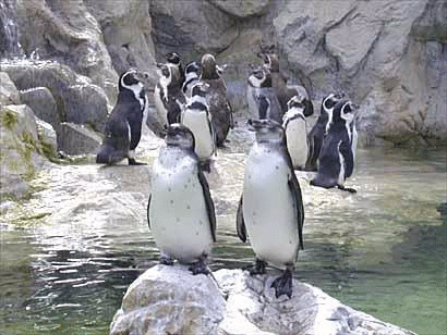 Bremerhaven Zoo Penguins